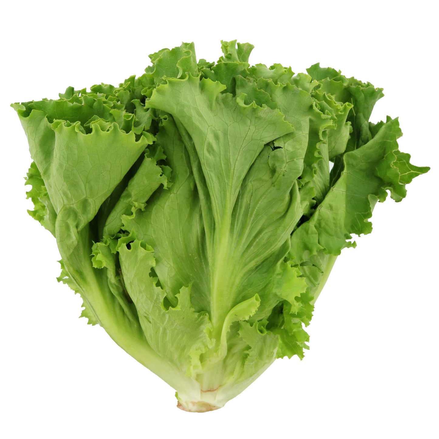 Green Leaf Lettuce (1 ct)