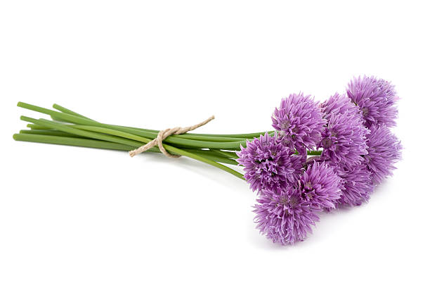 Chive Blossoms